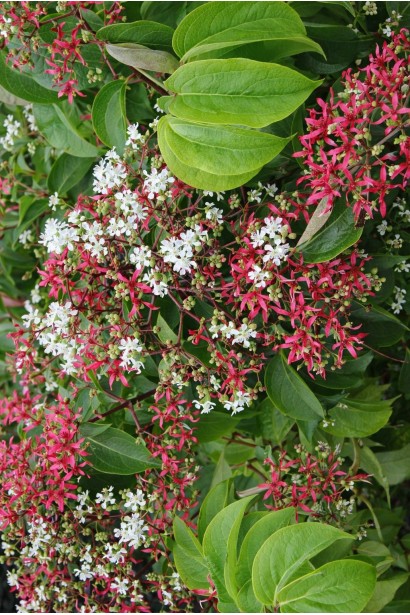 Гептакодіум міконієвидний|Heptacodium miconioides|Гептакодиум микониевидный